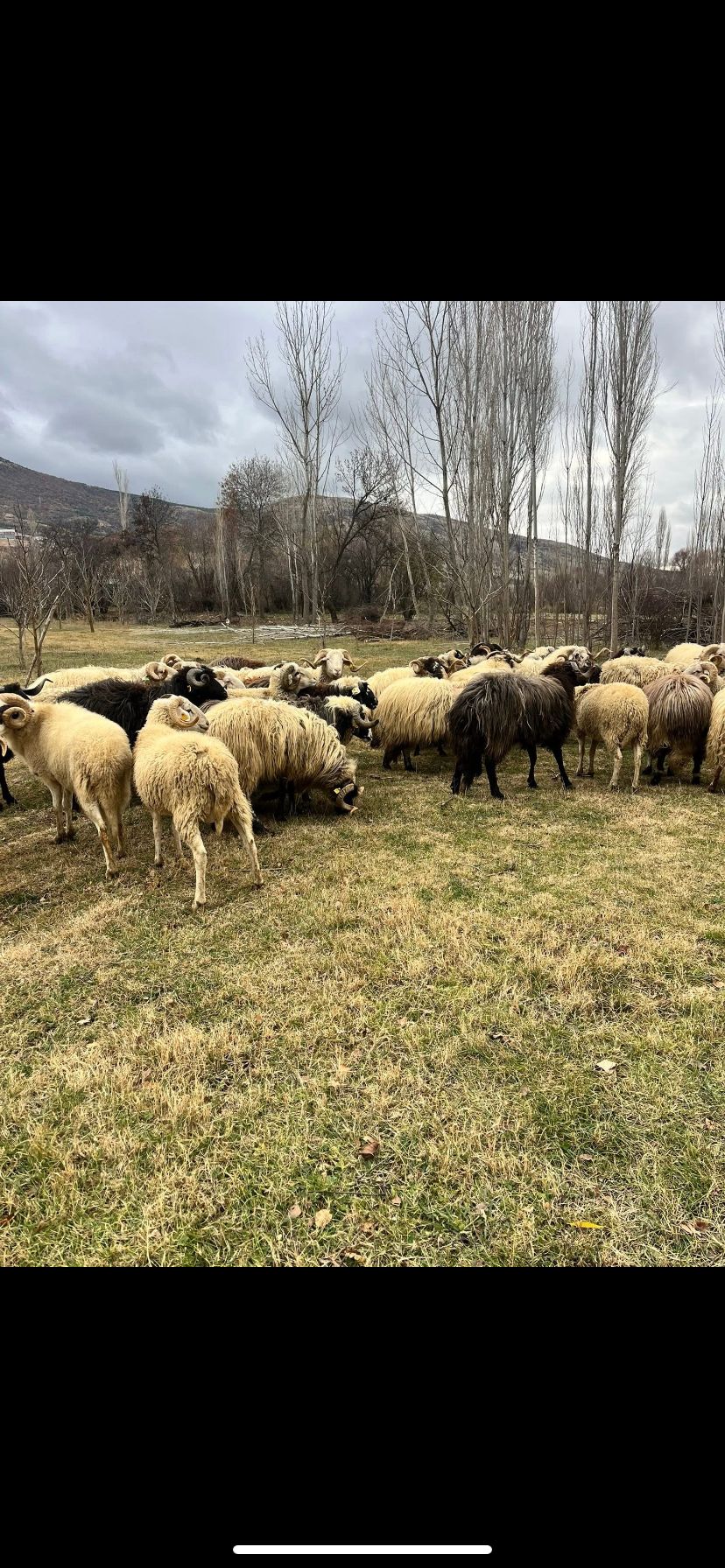 Sezer Adak Fotoğraf - 17